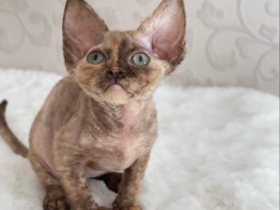 Sweet Babygirl - Devon Rex - Gallery Photo #1