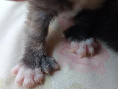 Poly Thumbelina Of Sarah - Polydactyl - Gallery Photo #1