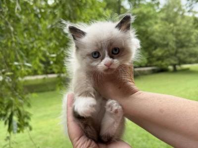 Sweet Baby - Ragdoll - Gallery Photo #1