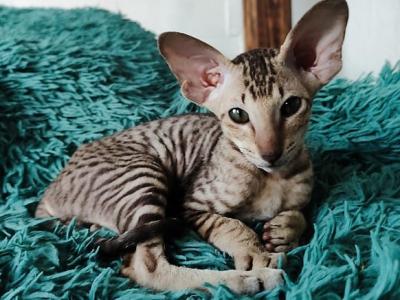 Oliver - Peterbald - Gallery Photo #1
