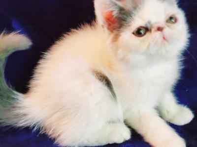 CFA Registered Exotic Short Hair Kittens - Exotic - Gallery Photo #1