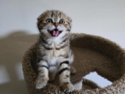 Sophia - Scottish Fold - Gallery Photo #1