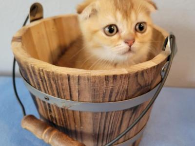 Cameron - Scottish Fold - Gallery Photo #1