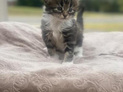 Poppy - Maine Coon - Gallery Photo #1
