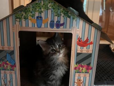 Rosalina - Maine Coon - Gallery Photo #1