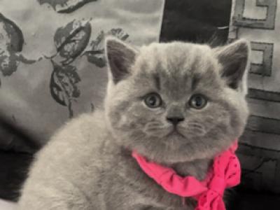 British Shorthair Blue Female Brtishkitncat - British Shorthair - Gallery Photo #1