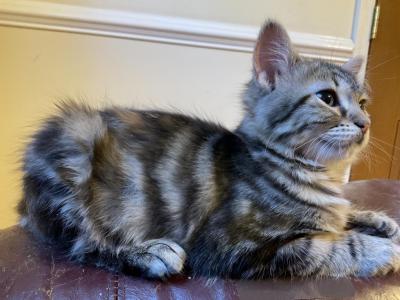 Fluffy - Bengal - Gallery Photo #1