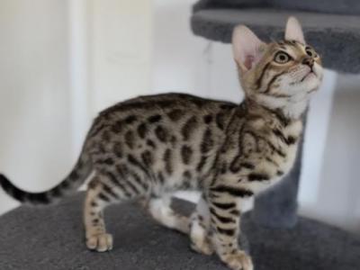 Willow - Bengal - Gallery Photo #1