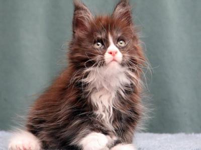 Xmaxy Polydactyl - Maine Coon - Gallery Photo #1