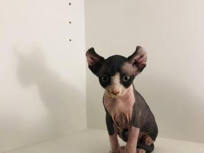 LingLing  Mila X Santiago - Sphynx - Gallery Photo #1