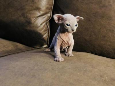 Toast  Luna X Santiago - Sphynx - Gallery Photo #1