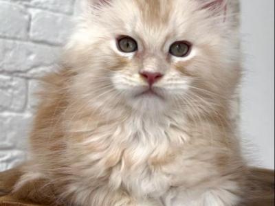 Blizzard - Maine Coon - Gallery Photo #1