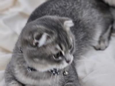 Ellite British Chinchilla Kittens - British Shorthair - Gallery Photo #1