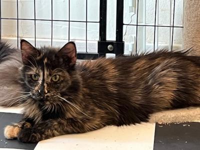 MAINE COON FEMALE RUSSIAN IMPORT SPAYED - Maine Coon - Gallery Photo #1