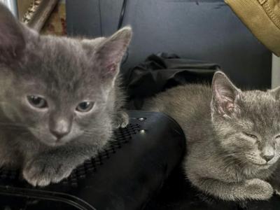 June - Russian Blue - Gallery Photo #1