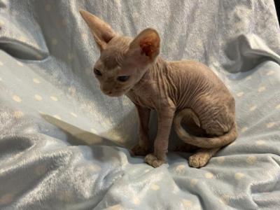 Long Leg Bambino  Ezra - Sphynx - Gallery Photo #1