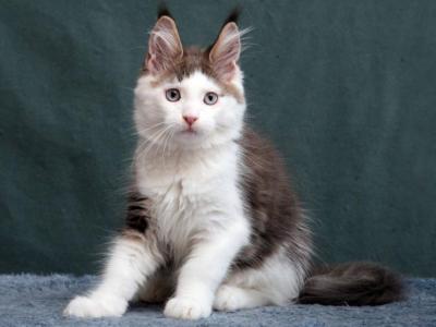 Ustas Blue Eyes - Maine Coon - Gallery Photo #1