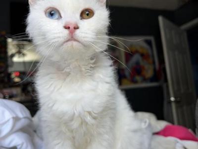 Belle - Selkirk Rex - Gallery Photo #1