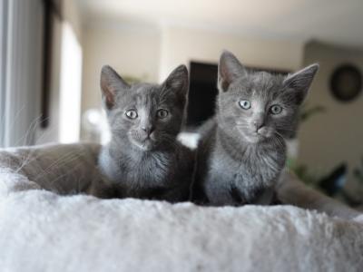 Russian Blue - Russian Blue - Gallery Photo #1