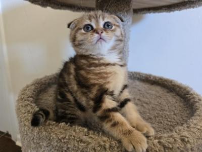 Cleopatra - Scottish Fold - Gallery Photo #1