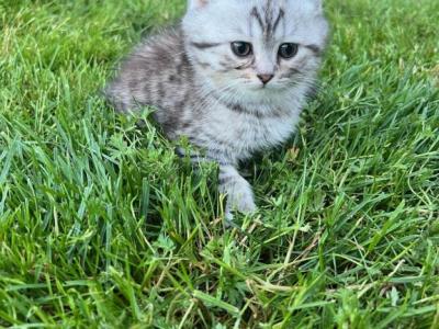 Player - British Shorthair - Gallery Photo #1