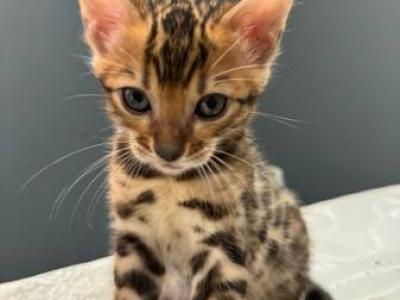 Leo - Bengal - Gallery Photo #1