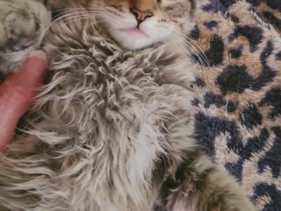 Bear - Maine Coon - Gallery Photo #1