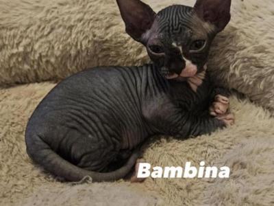 Athenas Kittens - Sphynx - Gallery Photo #1