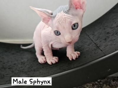 Xochi Babies - Sphynx - Gallery Photo #1