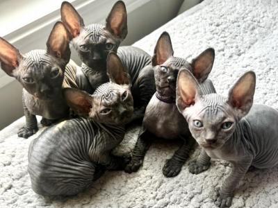 CatLuvCattery - Sphynx - Gallery Photo #1