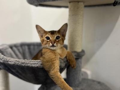 Yoyo - Abyssinian - Gallery Photo #1