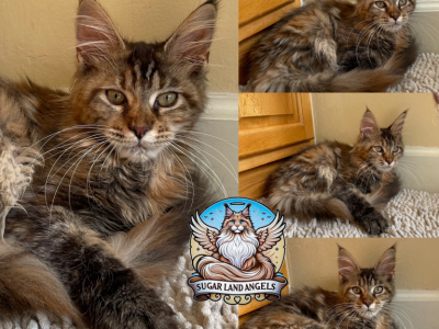 Mischief - Maine Coon - Gallery Photo #1