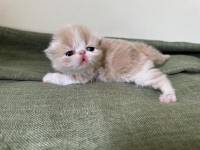 Dilute Litter - Persian - Gallery Photo #1