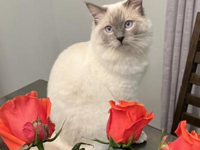 Benji - Ragdoll - Gallery Photo #1