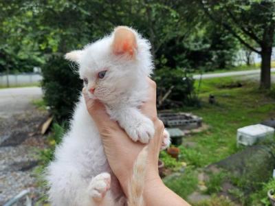 Ember Selkirk Rex - Selkirk Rex - Gallery Photo #1