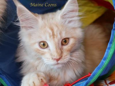 Dublin - Maine Coon - Gallery Photo #1