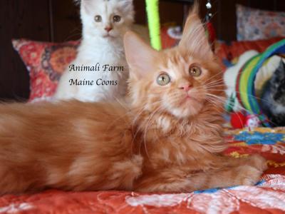 Gallio - Maine Coon - Gallery Photo #1