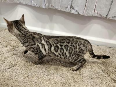 Silver Rosetted Female - Bengal - Gallery Photo #1