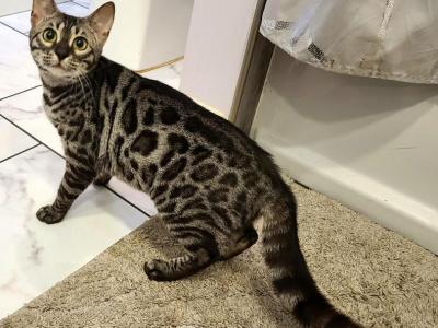 Silver Charcoal Female - Bengal - Gallery Photo #1