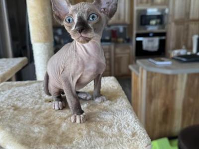 Emmett - Sphynx - Gallery Photo #1