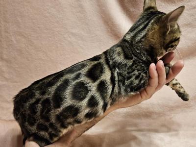 Sienna Brown Rosetted Female Orange Collar - Bengal - Gallery Photo #1