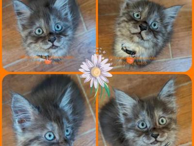 Athena - Maine Coon - Gallery Photo #1