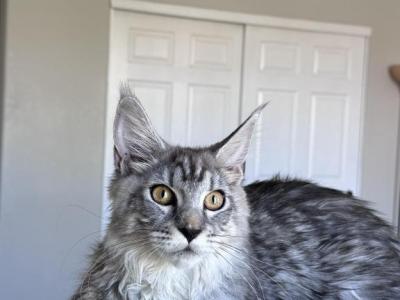 Ella - Maine Coon - Gallery Photo #1