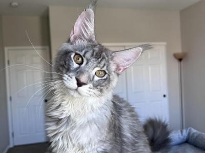 Everest - Maine Coon - Gallery Photo #1