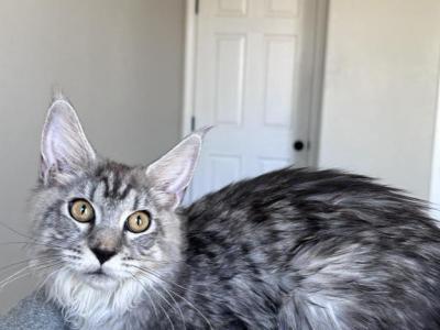 Ella - Maine Coon - Gallery Photo #1