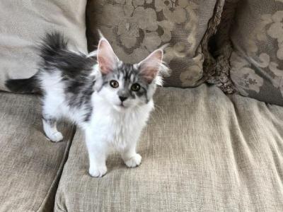 Porsche - Maine Coon - Gallery Photo #1