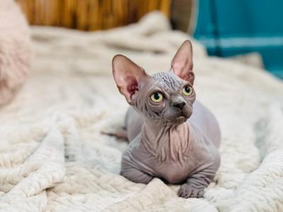 MONA - Sphynx - Gallery Photo #1