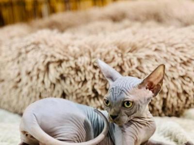 NISHA - Sphynx - Gallery Photo #1