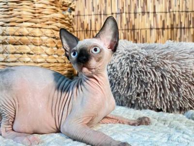 Sasha - Sphynx - Gallery Photo #1