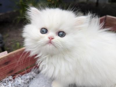 Mika - Persian - Gallery Photo #1